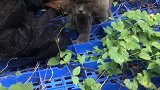 小猫咪你又翻墙来啦，来来来..带你去看看你的新家萌宠出道计划