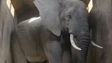 南非护林员60年杀5000头大象称不后悔：是为了人类的生存