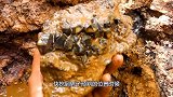 男子寻宝发现天然紫水晶，叫来大型机械挖掘