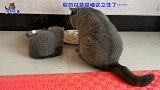 胖猫爸带猫宝宝一起吃肉，画面十分温馨，猫妈妈飞檐走壁太厉害