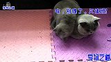 小奶猫在公猫身边玩，公猫翻脸伸手就打小猫，猫妈妈瞬间变戏精