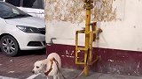 男子买东西把狗拴在商店门口，回家发现忘带了难以置信的眼神