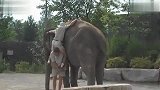 搞笑-20120320-爬上大象的失败