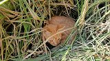 稻草堆里发现一只在睡觉的小橘猫，来撩一撩它
