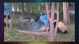 这熊玩意连奶妈也敢打吗