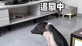 小猪有800个不出门的理由