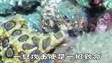 世界上最毒的章鱼,它的毒至今无解药
