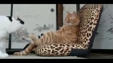 猫咪：橘猫坐在椅子上装大哥，谁知白猫一来就露馅了