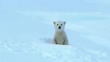 北极熊好奇心很重，阴差阳错擦干净了暴风雪后的镜头