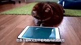 当猫咪看见iPad里出现“老鼠”，它会做何反应？太逗了