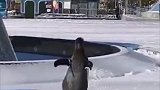 呆萌！人工孵化企鹅第一次看雪 充满好奇在雪地撒欢#热点追踪