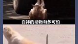 精神小狗喵星人热力全开领跑未来 康桥地产