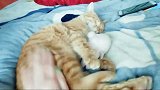 女主人强行叫醒熟睡中的橘猫,会发生什么