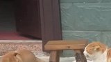 狗狗各种假动作上身，只为偷吃小猫火腿肠