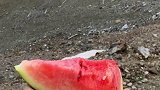 早穿棉袄午穿纱，坐在雪山吃西瓜独库公路 新疆