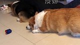 皮皮的计谋被维维识破了