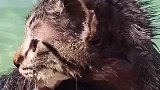 猫咪不会游泳！猫咪怎么可能会游泳呢