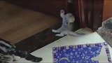 明明胆小，还在大猫咪面前嘚瑟，控制不住自己？