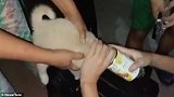 菲律宾一只狗的头被空罐头卡住 主人揭开罐头盖子相救
