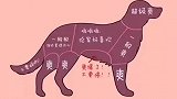 狗狗的抚摸指南，一看吓一跳，养狗的赶快进来看！