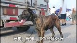 狗市：可怜的卡斯罗，瘦到皮包骨头，被卖上了狗肉车