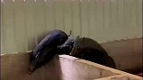 二师兄猪圈跨栏丝滑无比，网友：以后骂人都不能说像猪了