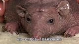 女子意外捡到“怪异”猕猴桃，凑近仔细一看，吓得女子立马呼救！