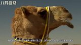 主人想让骆驼运几百斤的货物，骆驼：这么多，心里没点b数吗？