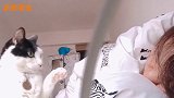 猫咪趁着女主人熟睡时恶作剧，伸爪就要挠脸