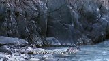 洁癖雪豹怕尾巴沾水，叼着走过水池，雪豹尾巴千万不能弄脏了