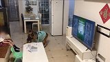 有趣！宠物狗帮女孩监听望风家长 听到大人快进门时提醒关电视