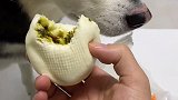 狗：玩不起别跟我玩！