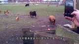 猪的“指甲”很珍贵？看完这个视频，估计养猪的都后悔了吧