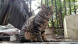 活动活动筋骨，谁不老实就拍谁，小花猫你太舒坦了吧