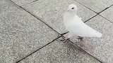 女子空手喂鸽子，鸽子三番两次回头伸头看