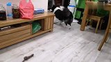 边牧把猫咪当羊牧，把家里弄的猫飞狗跳