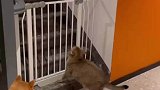 猫咪想翻越围栏，结果被狗子给拦下
