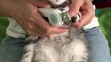 爱剪指甲的猫