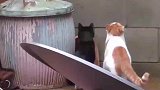 两只猫猫简直神同步，连打哈欠都是一起的