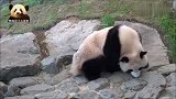 快下班了，熊猫樱浜抓紧时间把小零食装进自己的肚子里，好萌