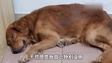 一个恶梦让懂事的小茯苓特别伤心，因为它没有保护好主人很自责
