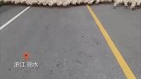 汽车在马路上被一群鸭子包围，寸步难行