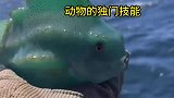 盘点那些海洋生物的独门技能