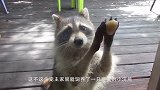 两只猫蹲在墙上，一只浣熊凑了过来，下一秒浣熊的举动太搞笑了！
