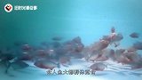 食人鱼有多厉害？老外将一只“牛头”放水里，不一会只剩白骨