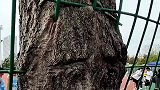 大树生命力顽强，被围栏穿过还可以活着
