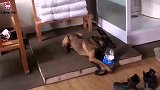 二狗子你能不能别咬我，猪可比我们俩吃的更多