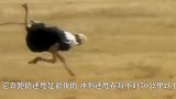 世界短跑冠军与鸵鸟赛跑，结果被开挂的鸵鸟完爆镜头记录全过程