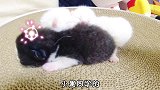 三只小白猫总爱睡到小黑猫的身上，小黑猫一动不动，太有爱了。