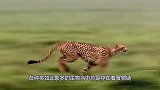 狼唯一的天敌，它专门狩猎狼吃，光听名字就让狼闻风丧胆